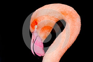 Portrait of a flamingo. Bird with pink plumage close-up.