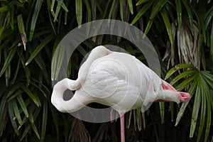 portrait of a flamingo standing