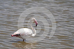 Portrait of a flamingo standing in the water in Amboseli National Park, Kenya Africa