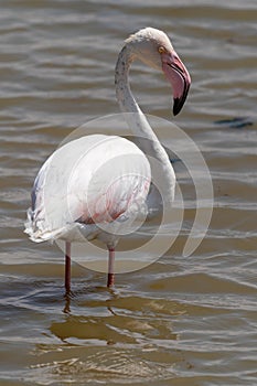 Portrait of a flamingo standing in the water in Amboseli National Park, Kenya Africa