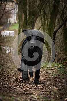 Portrait of flat coated retriever dog, who is running in forest