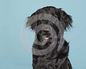 Portrait of a flatcoat retriever dog on a blue background