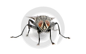 Portrait of flesh fly against white background