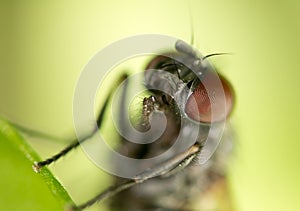 Portrait flies in nature. macro