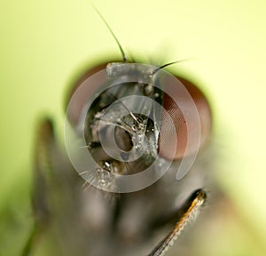 Portrait flies in nature. macro
