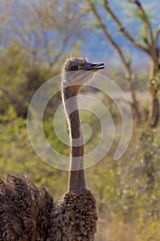 portrait of a flightless lady