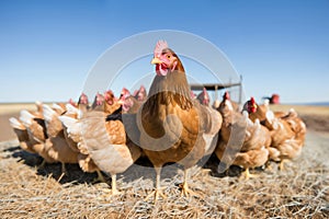 Portrait of flock of chickens on a ranch in the village, bright sunny day, rural surroundings on the background of spring