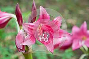 Portrait of a flower of pink lirio species photo