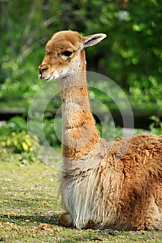 Portrait of a fluffy brown llama relaxing in the sun