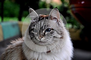 Portrait of a fluffy cat with big blue eyes photo