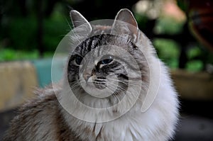 Portrait of a fluffy cat with big blue eyes photo