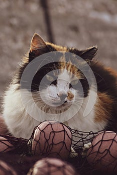 Portrait of a fluffy cat on fishnet