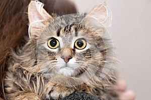 Portrait of a fluffy cat on the shoulder of the owner