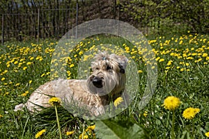 Portrait of a fluffy dog on the background of blooming dandelions.