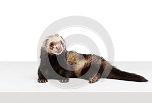 Portrait of fluffy ferret lying on floor isolated on white background. Concept of happy domestic and wild animals, care