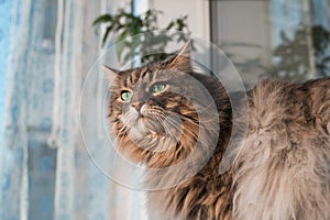 Portrait of a fluffy, gray cat with green eyes looking to the side, indoors