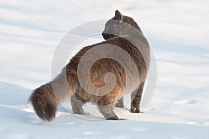 Portrait of fluffy gray cat slinks and hunts in snow