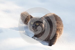 Portrait of fluffy gray cat slinks and hunts in snow