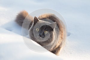 Portrait of fluffy gray cat slinks and hunts in snow