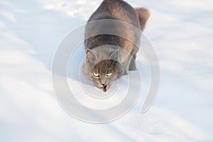 Portrait of fluffy gray cat slinks and hunts in snow