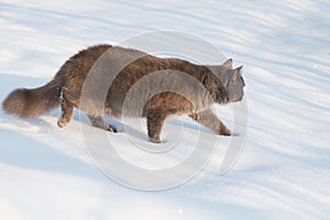 Portrait of fluffy gray cat slinks and hunts in snow