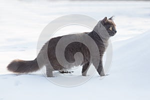 Portrait of fluffy gray cat slinks and hunts in snow