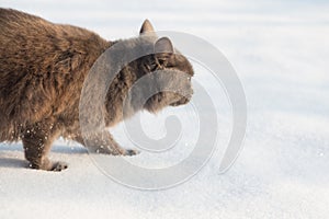 Portrait of fluffy gray cat slinks and hunts in snow