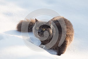 Portrait of fluffy gray cat slinks and hunts in snow