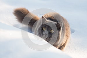 Portrait of fluffy gray cat slinks and hunts in snow