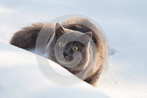 Portrait of fluffy gray cat slinks and hunts in snow