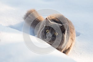 Portrait of fluffy gray cat slinks and hunts in snow