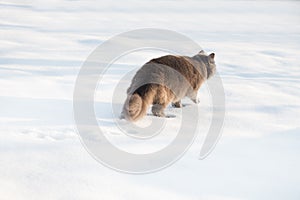 Portrait of fluffy gray cat slinks and hunts in snow