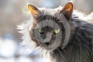 Portrait of a fluffy, gray, longhaired cat. Cat in a veterinary clinic for pets. Animal looks at the camera