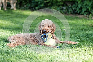 Portrait of fluffy Labradoodle dog laying at green grass and playing with toy at the park