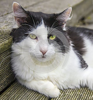 Portrait of fluffy mongrel cat with green eyes and long white vibrissae