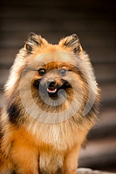 portrait of fluffy Pomeranian Spitz dog. brown stairs background