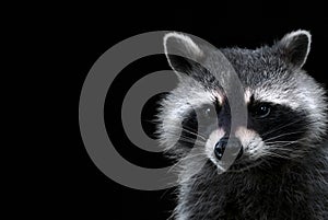 A portrait of a fluffy racoon with a black background