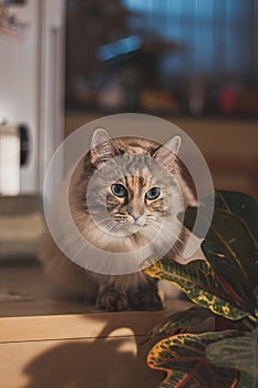 Portrait of a fluffy Ragdoll cat sitting and resting on a table in a living room in the evening light. Family pet