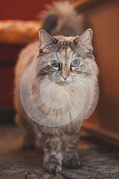 Portrait of a fluffy Ragdoll cat standing on a table in a living room in the evening light. Animal\'s curious gaze