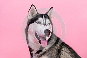 Portrait of fluffy siberian husky puppy looking his pet owner buying dog treats food isolated on pastel color background