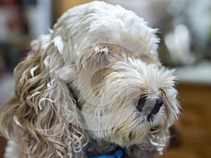 Portrait of a fluffy spoodle or cockapoo dog in closeup view