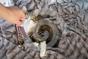 Portrait of fluffy sweet serious tabby cat with big yellow eyes and white dickey