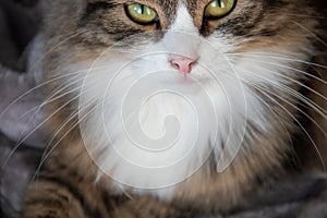 Portrait of fluffy sweet serious tabby cat with big yellow eyes and white dickey