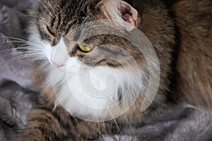 Portrait of fluffy sweet serious tabby cat with big yellow eyes and white dickey