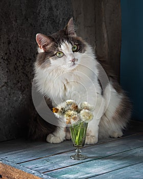 Portrait of a fluffy tortie cat. A cat sits on a table