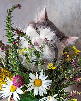 Portrait of a fluffy tortoiseshell cat biting flowers