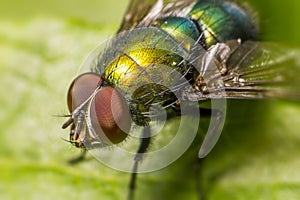 Portrait of a fly