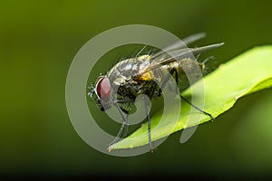 Portrait of a fly