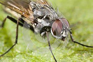 Portrait of a fly