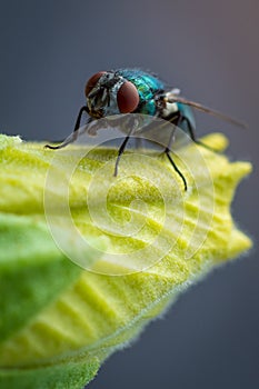 Portrait of a fly photo